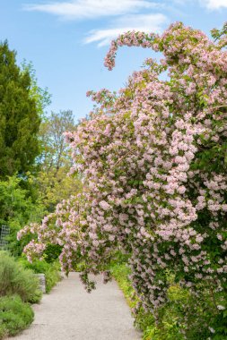 Saint Gallen, İsviçre, 19 Mayıs 2024 Kolkwitzia Amabilis veya botanik bahçesindeki güzellik çalı bitkisi