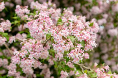 Saint Gallen, İsviçre, 19 Mayıs 2024 Kolkwitzia Amabilis veya botanik bahçesindeki güzellik çalı bitkisi