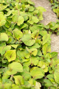 Saint Gallen, İsviçre, 19 Mayıs 2024 Houttuynia Cordata veya botanik bahçesindeki naneli balık fabrikası