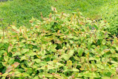 Saint Gallen, İsviçre, 19 Mayıs 2024 Hypericum Androsaemum bitkisi botanik bahçesinde.