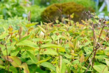 Saint Gallen, İsviçre, 19 Mayıs 2024 Hypericum Androsaemum bitkisi botanik bahçesinde.