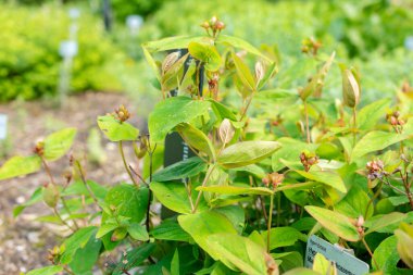 Saint Gallen, İsviçre, 19 Mayıs 2024 Hypericum Androsaemum bitkisi botanik bahçesinde.