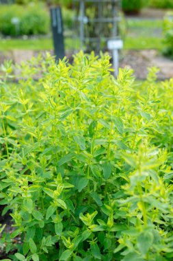 Saint Gallen, İsviçre, 19 Mayıs 2024 Hypericum Hirsutum bitkisi botanik bahçesinde.