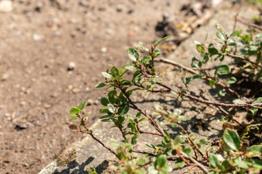 Saint Gallen, İsviçre, 19 Mayıs 2024 Salix Saxatilis bitkisi botanik bahçesinde.