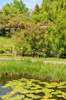 Saint Gallen, İsviçre, 19 Mayıs 2024 Güneşli bir günde botanik bahçesinde farklı tarlalar