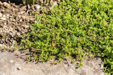 Saint Gallen, İsviçre, 19 Mayıs 2024 Thymus Serphyllum veya botanik bahçesindeki çalılık kekik bitkisi