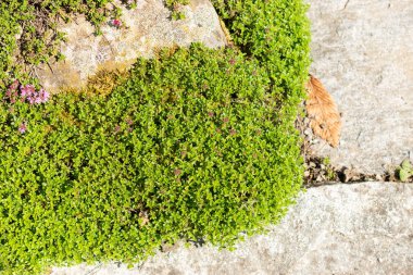 Saint Gallen, İsviçre, 19 Mayıs 2024 Thymus Serphyllum veya botanik bahçesindeki çalılık kekik bitkisi
