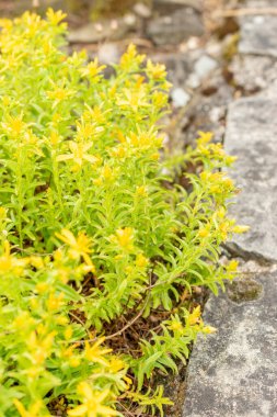 Saint Gallen, İsviçre, 19 Mayıs 2024 Hypericum Orientale fabrikası botanik bahçesinde.