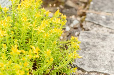 Saint Gallen, İsviçre, 19 Mayıs 2024 Hypericum Orientale fabrikası botanik bahçesinde.