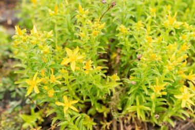 Saint Gallen, İsviçre, 19 Mayıs 2024 Hypericum Orientale fabrikası botanik bahçesinde.
