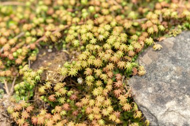 Saint Gallen, İsviçre, 19 Mayıs 2024 Arenaria Ledebouriana bitkisi botanik bahçesinde.