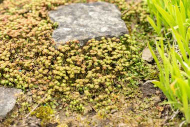 Saint Gallen, İsviçre, 19 Mayıs 2024 Arenaria Ledebouriana bitkisi botanik bahçesinde.