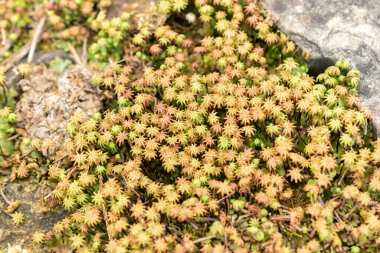 Saint Gallen, İsviçre, 19 Mayıs 2024 Arenaria Ledebouriana bitkisi botanik bahçesinde.