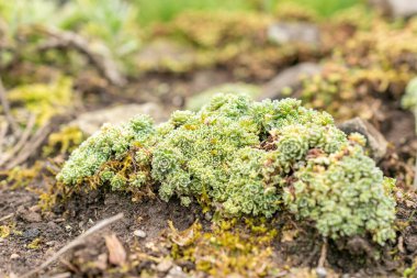 Saint Gallen, İsviçre, 19 Mayıs 2024 Saxifraga Panikleme Tesisi Botanik Bahçesi