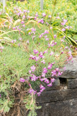 Saint Gallen, İsviçre, 19 Mayıs 2024 Dianthus Plumarius veya botanik bahçesindeki sıradan pembe bitki