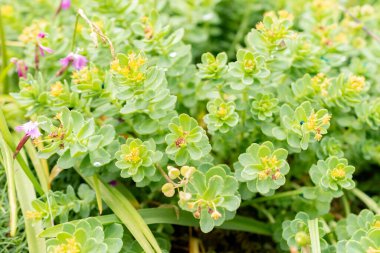 Saint Gallen, İsviçre, 19 Mayıs 2024 Rhodiola Rosea bitkisi botanik bahçesinde