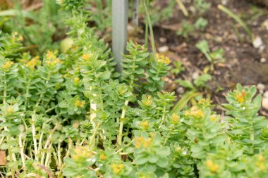 Saint Gallen, İsviçre, 19 Mayıs 2024 Rhodiola Rosea bitkisi botanik bahçesinde