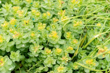 Saint Gallen, İsviçre, 19 Mayıs 2024 Rhodiola Rosea bitkisi botanik bahçesinde