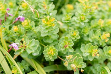 Saint Gallen, İsviçre, 19 Mayıs 2024 Rhodiola Rosea bitkisi botanik bahçesinde