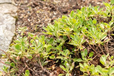 Saint Gallen, İsviçre, 19 Mayıs 2024 Eriogonum Flavum bitkisi botanik bahçesinde.