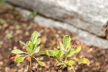 Saint Gallen, İsviçre, 19 Mayıs 2024 Eriogonum Flavum bitkisi botanik bahçesinde.