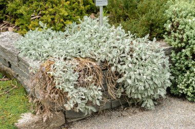 Saint Gallen, İsviçre, 19 Mayıs 2024 Kasımpatı, botanik bahçesindeki Haradjanii bitkisi.