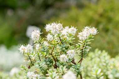 Saint Gallen, İsviçre, 19 Mayıs 2024 Hebe Pinguifolia ya da disk botanik bahçesine bırakılmış.