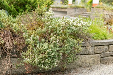 Saint Gallen, İsviçre, 19 Mayıs 2024 Hebe Pinguifolia ya da disk botanik bahçesine bırakılmış.