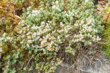 Saint Gallen, İsviçre, 19 Mayıs 2024 Hebe Pinguifolia ya da disk botanik bahçesine bırakılmış.
