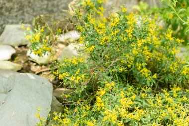 Saint Gallen, İsviçre, 19 Mayıs 2024 Anthyllis Hermanniae veya lavanta bitkisi botanik bahçesinde bırakılmış.