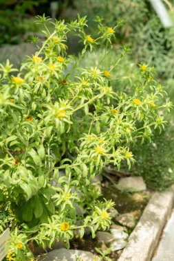 Saint Gallen, Switzerland, May 19, 2024 Asteriscus Aquaticus plant at the botanical garden clipart