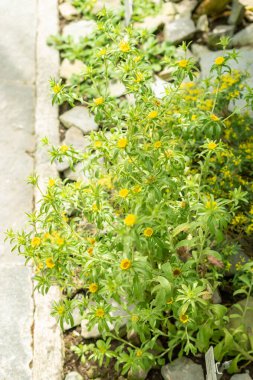 Saint Gallen, İsviçre, 19 Mayıs 2024 Asteriscus Aquaticus bitkisi botanik bahçesinde.