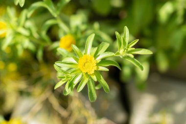 Saint Gallen, İsviçre, 19 Mayıs 2024 Asteriscus Aquaticus bitkisi botanik bahçesinde.