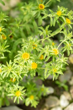 Saint Gallen, Switzerland, May 19, 2024 Asteriscus Aquaticus plant at the botanical garden clipart