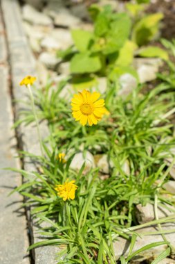 Saint Gallen, İsviçre, 19 Mayıs 2024 Hymenoxys Acaulis bitkisi botanik bahçesinde.