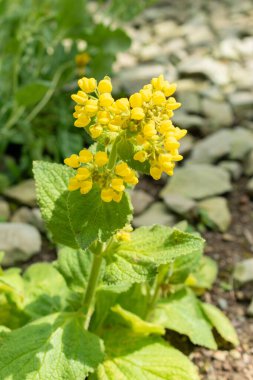 Saint Gallen, Switzerland, May 19, 2024 Calceolaria Plectranthifolia plant at the botanical garden clipart