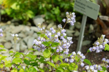 Saint Gallen, İsviçre, 19 Mayıs 2024 Jovellana Punctata veya botanik bahçesindeki çay fincanı çiçeği