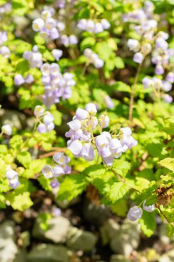 Saint Gallen, İsviçre, 19 Mayıs 2024 Jovellana Punctata veya botanik bahçesindeki çay fincanı çiçeği