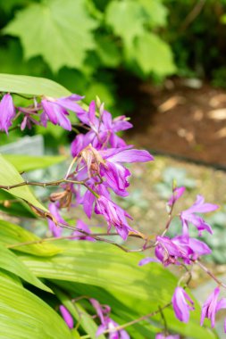 Saint Gallen, İsviçre, 19 Mayıs 2024 Bletilla Striata veya botanik bahçesindeki sümbül orkidesi