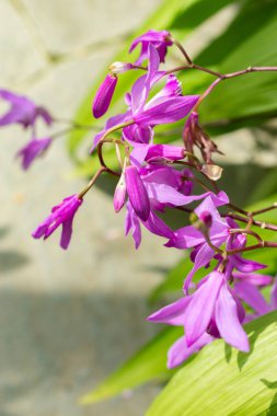 Saint Gallen, İsviçre, 19 Mayıs 2024 Bletilla Striata veya botanik bahçesindeki sümbül orkidesi