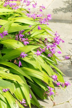 Saint Gallen, İsviçre, 19 Mayıs 2024 Bletilla Striata veya botanik bahçesindeki sümbül orkidesi