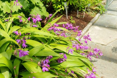 Saint Gallen, İsviçre, 19 Mayıs 2024 Bletilla Striata veya botanik bahçesindeki sümbül orkidesi