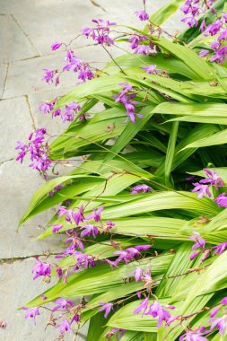 Saint Gallen, İsviçre, 19 Mayıs 2024 Bletilla Striata veya botanik bahçesindeki sümbül orkidesi