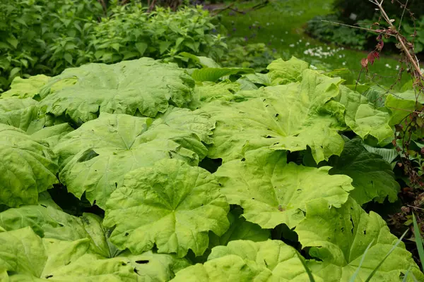 stock image Saint Gallen, Switzerland, May 19, 2024 Astilboides Tabularis plant at the botanical garden