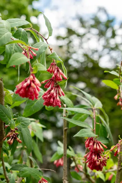 stock image Saint Gallen, Switzerland, May 19, 2024 Cestrum Elegans or purple cestrum plant at the botanical garden