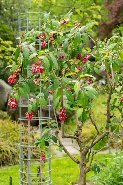 stock image Saint Gallen, Switzerland, May 19, 2024 Cestrum Elegans or purple cestrum plant at the botanical garden