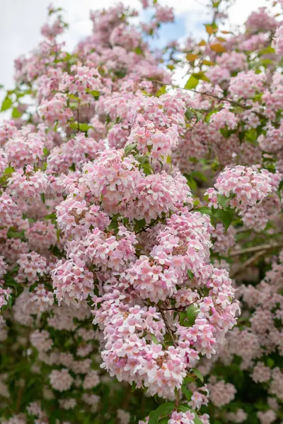 stock image Saint Gallen, Switzerland, May 19, 2024 Kolkwitzia Amabilis or beauty bush plant at the botanical garden