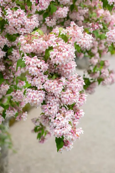 stock image Saint Gallen, Switzerland, May 19, 2024 Kolkwitzia Amabilis or beauty bush plant at the botanical garden