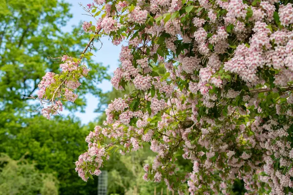 stock image Saint Gallen, Switzerland, May 19, 2024 Kolkwitzia Amabilis or beauty bush plant at the botanical garden