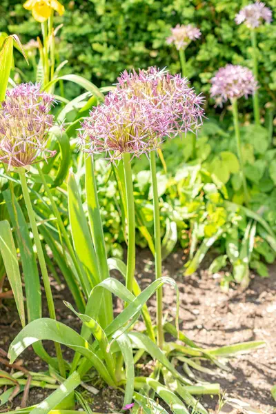 stock image Saint Gallen, Switzerland, May 19, 2024 Allium Christophii or persian onion plant at the botanical garden